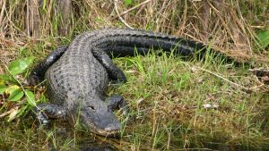 Jacarés IGNORAM Capivaras: A Surpreendente Lógica da Natureza Desvendada!