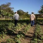 Depois de muito tempo, eis um alívio para o Agro brasileiro