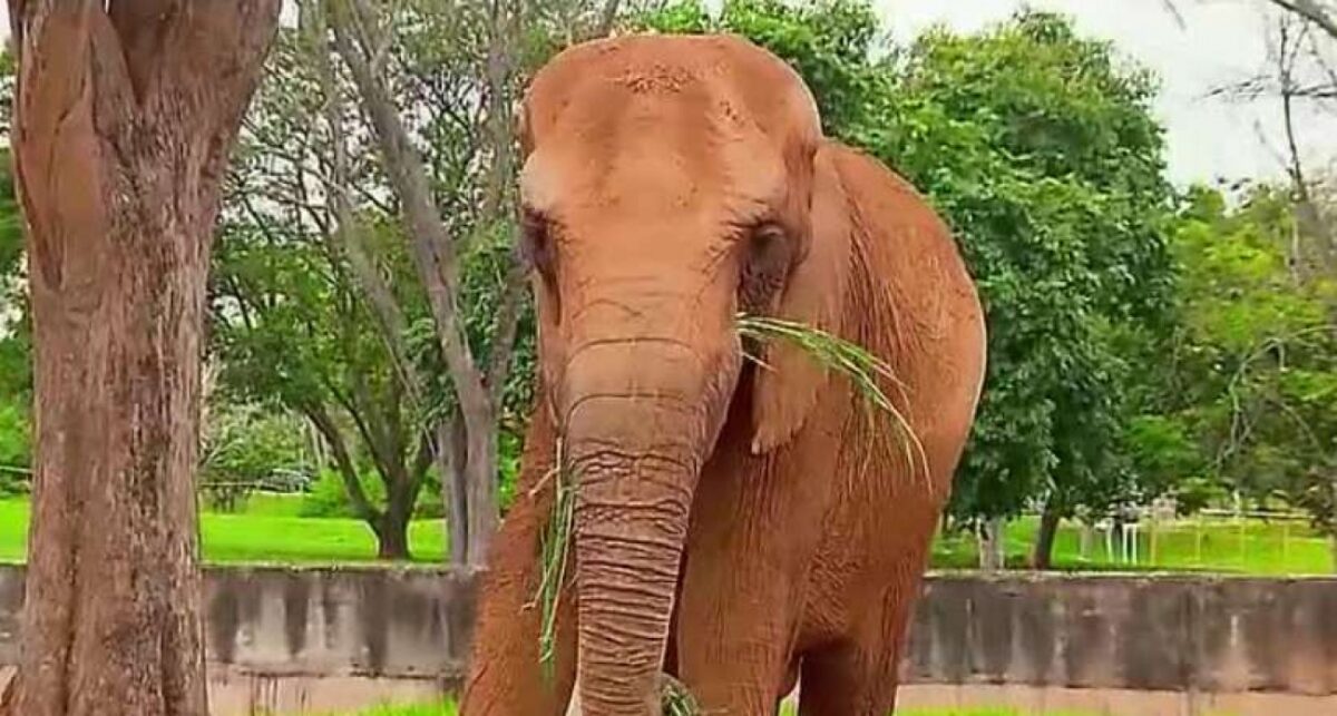 Em Brasília, mulher em surto invade área de elefante