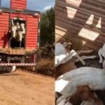 Advogado denuncia perseguição brutal sofrida por produtores rurais no Pará (veja o vídeo)